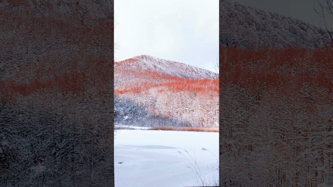 Beautiful Day  #shorts #japanvlog #naturalbeauty