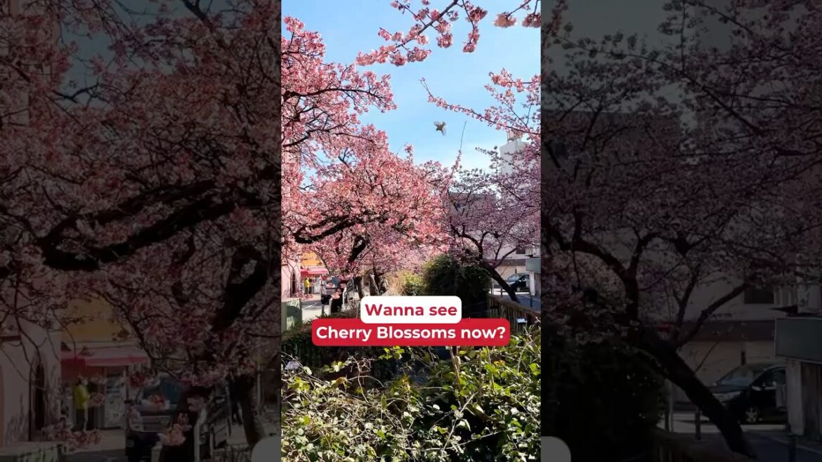 Sakura season starts early in Atami! 🌸 Why wait till spring?