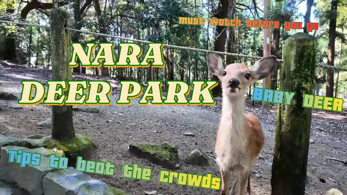 NARA DEER PARK DAY TRIP 🦌🍃| TIPS AND BEST SPOTS | 4K 60FPS | DJI OSMO POCKET 3 NARA DEER PARK DAY TRIP 🦌🍃| TIPS AND BEST SPOTS | 4K 60FPS | DJI OSMO POCKET 3