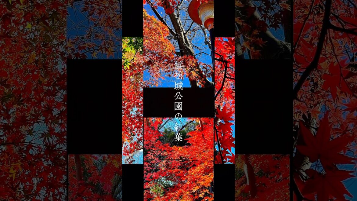 浜松城公園の紅葉2024.12.4