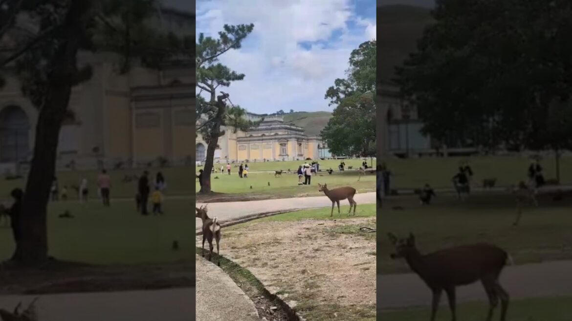 Feed the "Messenger deer" of Nara Park #travel #explore #japan