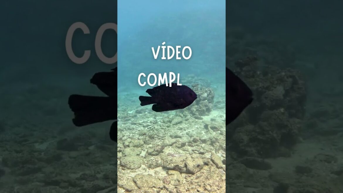 Mergulho em Okinawa no inverno #curiosidades #scubadiving #mergulho #japao #okinawa Mergulho em Okinawa no inverno #curiosidades #scubadiving #mergulho #japao #okinawa