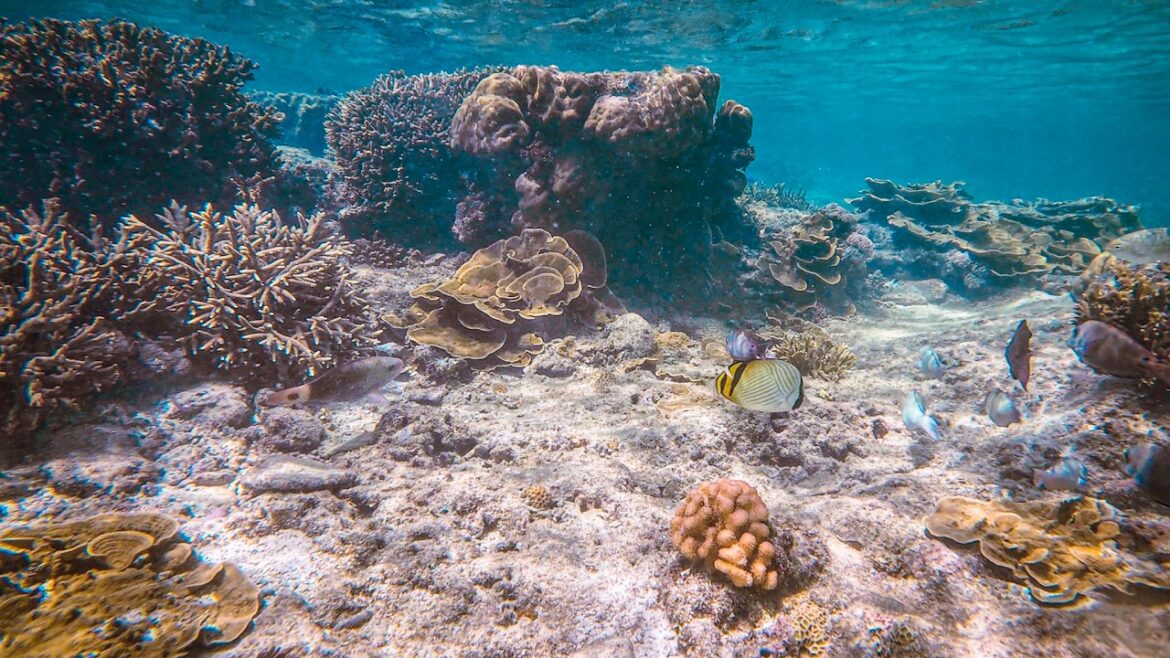 Tokei Hama: Okinawa's Snorkeling Secret