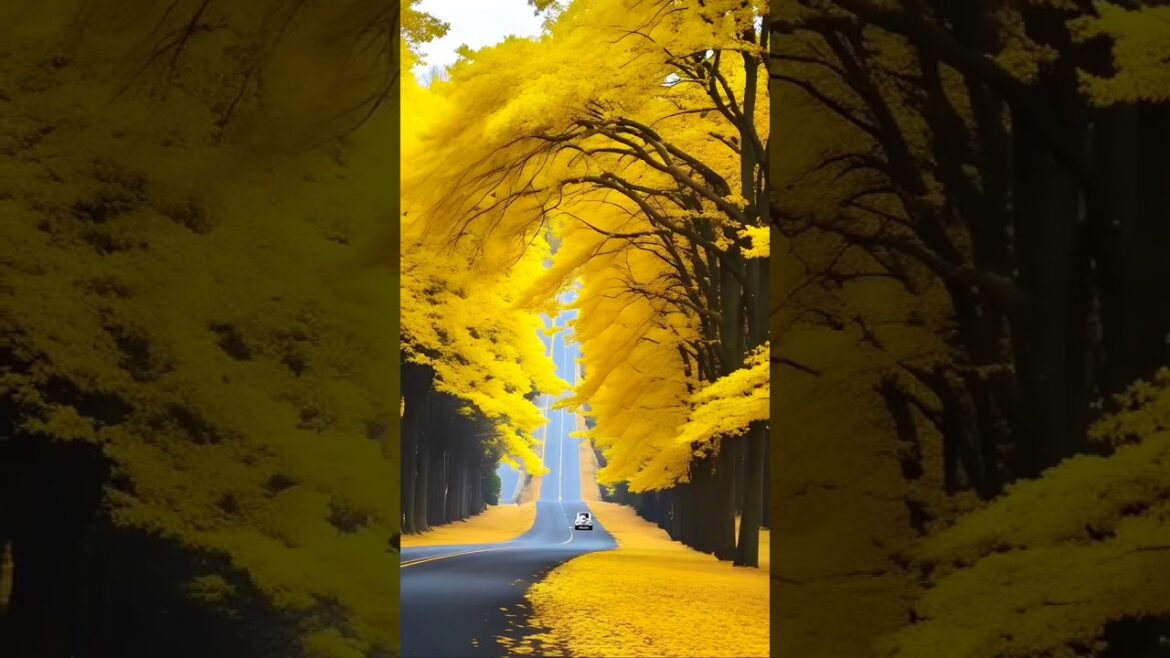 Most Beautiful Places in Japan 😍✨ … #travel #explorepage #japantravel Most Beautiful Places in Japan 😍✨ ... #travel #explorepage #japantravel