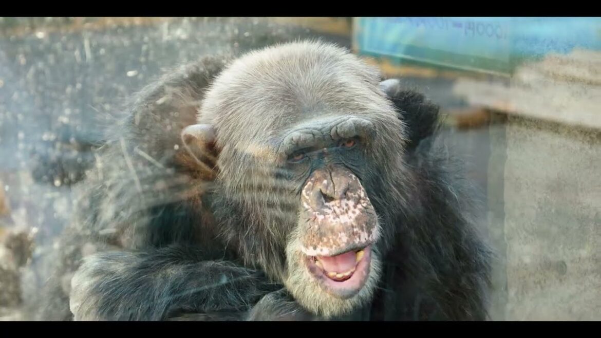 Yokohama⇔Izu, 横浜⇔伊豆 🐵⛷️ #japan #travel #drone #roadtrip Yokohama⇔Izu, 横浜⇔伊豆 🐵⛷️ #japan #travel #drone #roadtrip