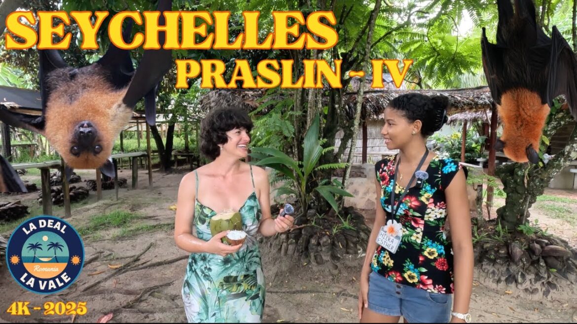 PRASLIN 4/5. UNICUL LOC IN CARE EXISTA VULPEA ZBURATOARE – MUZEUL PRIVAT AL INSULEI. SEYCHELLES 2025 PRASLIN 4/5. UNICUL LOC IN CARE EXISTA VULPEA ZBURATOARE - MUZEUL PRIVAT AL INSULEI. SEYCHELLES 2025