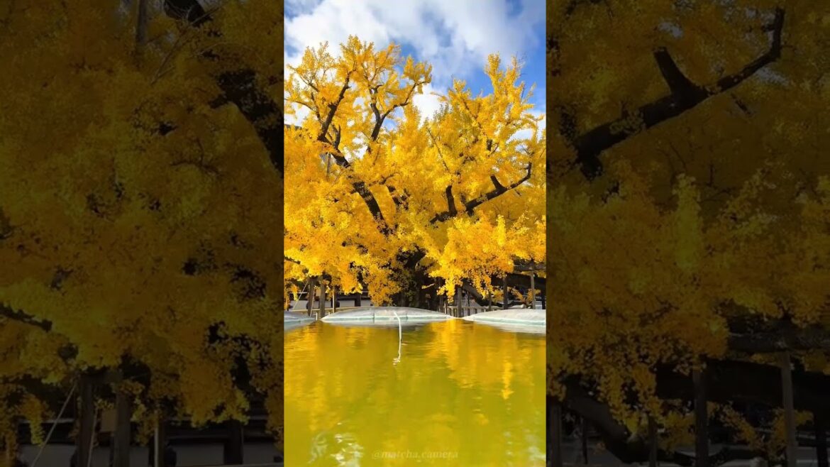 Autumn Leaves kyoto Japan | Autumn Leaves 2024 Japan