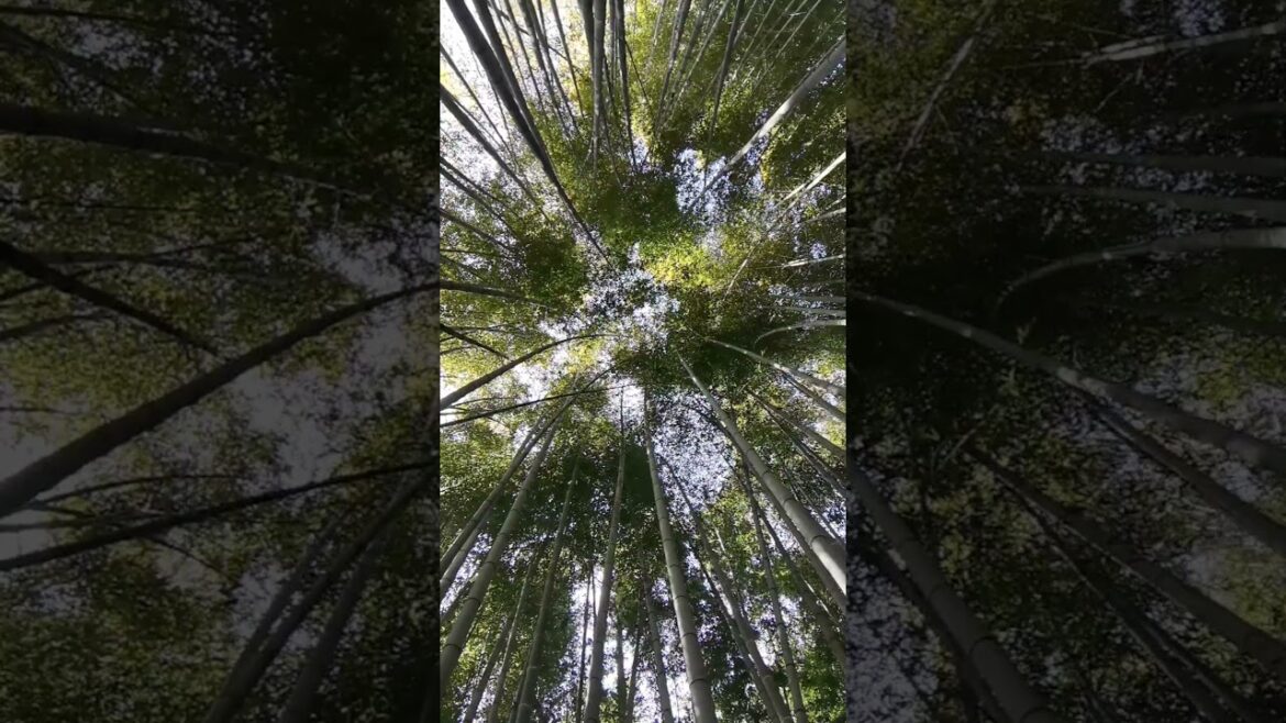 Bamboo grove | Nōgata, Japan