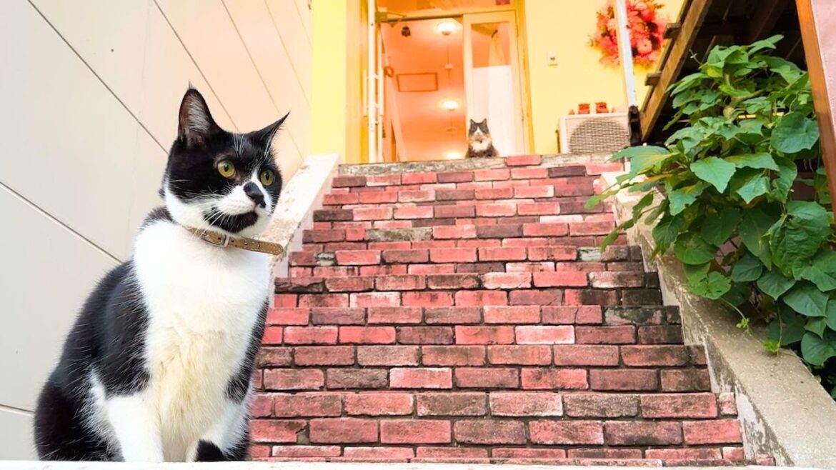 Staying at Japanese Cat Hotel🐈😻 Healing time with cute cats. Pension Atca. Staying at Japanese Cat Hotel🐈😻 Healing time with cute cats. Pension Atca.
