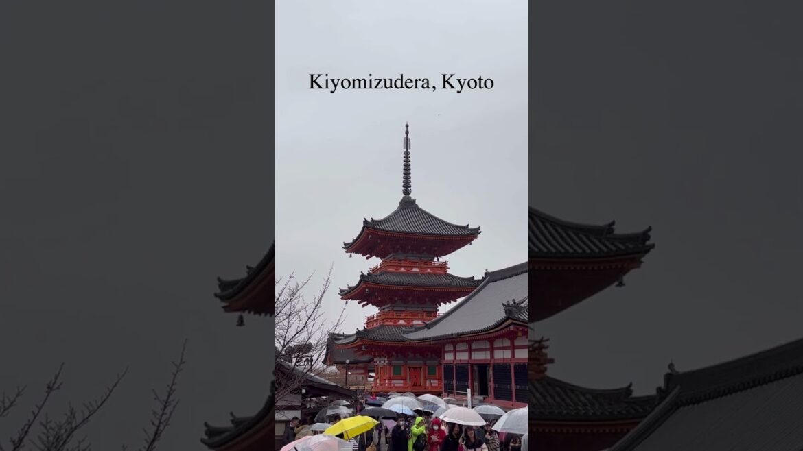 비 오는 날 일본 교토 여행 여기는 꼭 가보세요..!