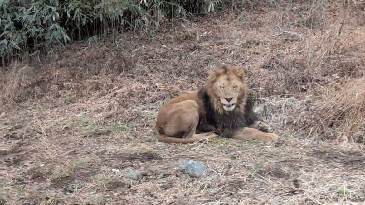 Mount Fuji Safari – A Fun Drive through with Magnificent Animals! Susono, Shizuoka Prefecture, Japan Mount Fuji Safari - A Fun Drive through with Magnificent Animals! Susono, Shizuoka Prefecture, Japan