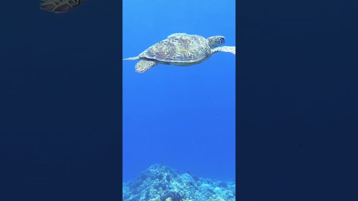 Okinawa: Would You Guess This Tropical Paradise Is Japan?