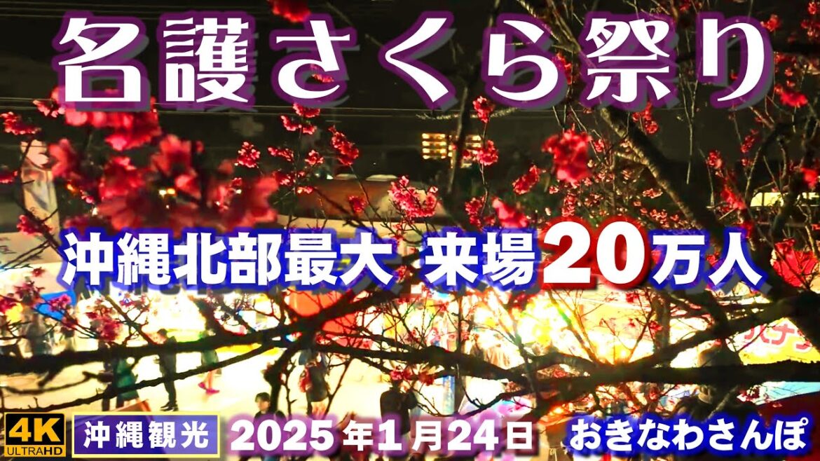 ◤沖縄旅行◢ 北部最大のイベント『名護さくら祭り』♯916 おきなわさんぽ The 62nd Nago Cherry Blossom Festival.