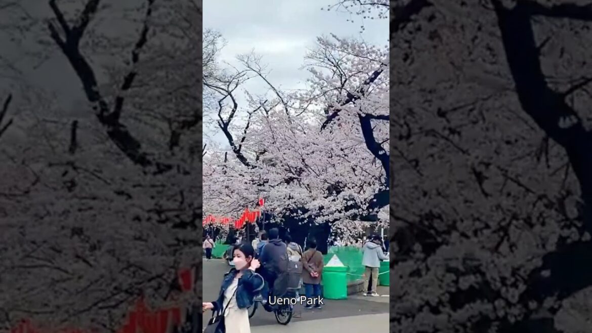 Best Places to See Cherry Blossoms in Tokyo 🌸 Best Places to See Cherry Blossoms in Tokyo 🌸