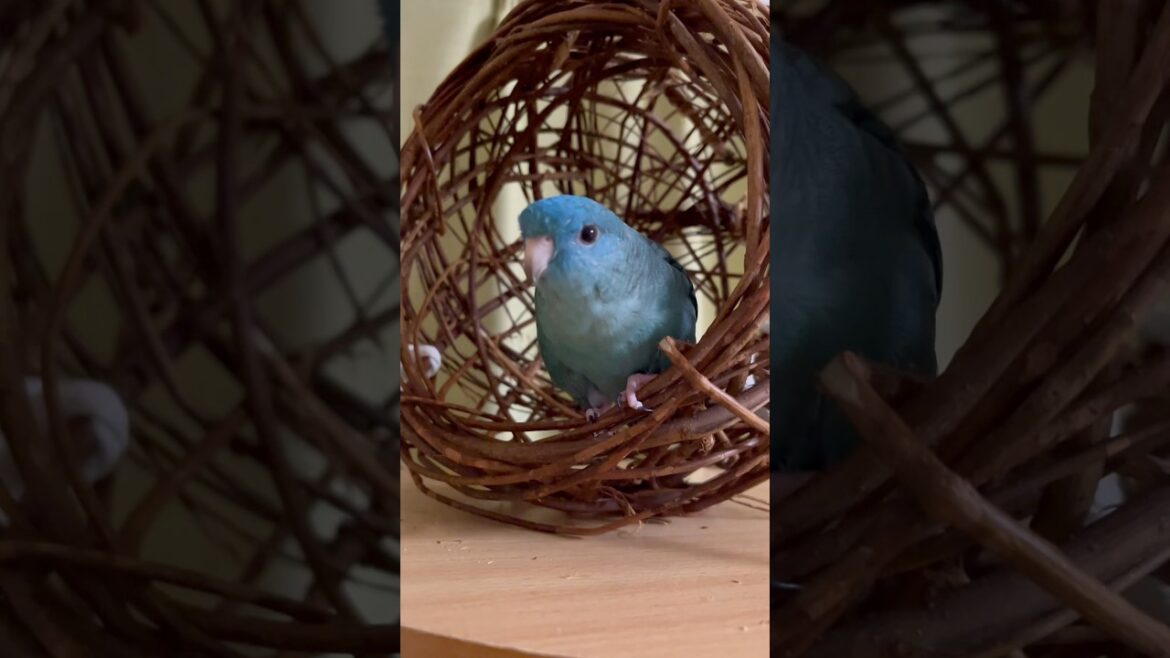 Lineolated Parakeet Wasabi Happy New Year #shorts