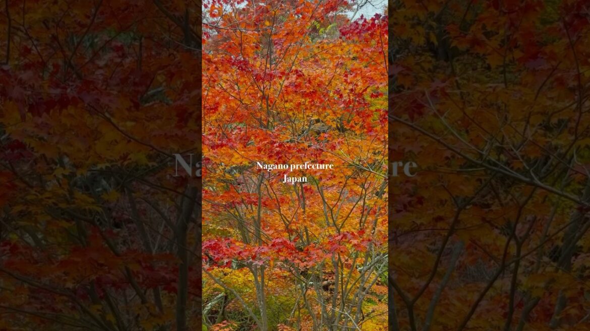 Exploring Japanese Autumn Through The Color red|JNTO Exploring Japanese Autumn Through The Color red|JNTO
