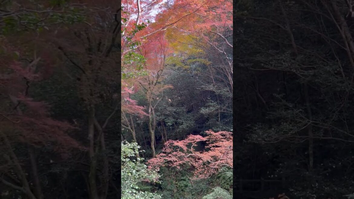 Osaka, Japan ~🍁   #travel #nature #relaxing #japan #shorts #beautiful