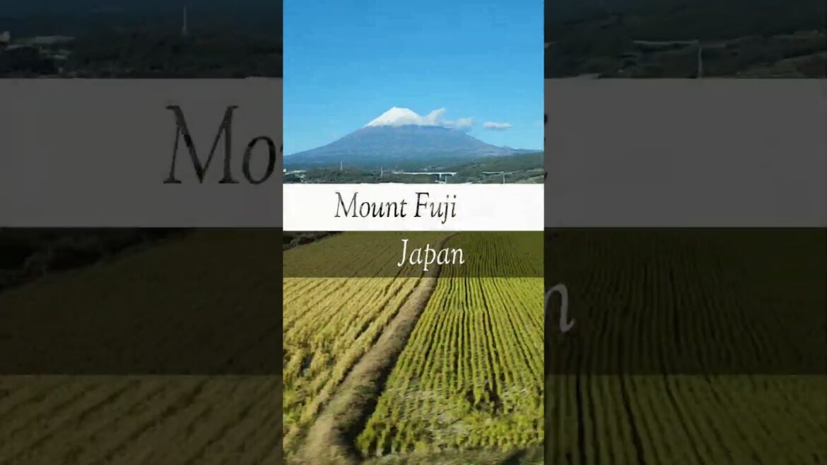 Fun & Fast Shinkansen Japanese Speed Train short ,Quick & Convenient #japantravel #shinkansen