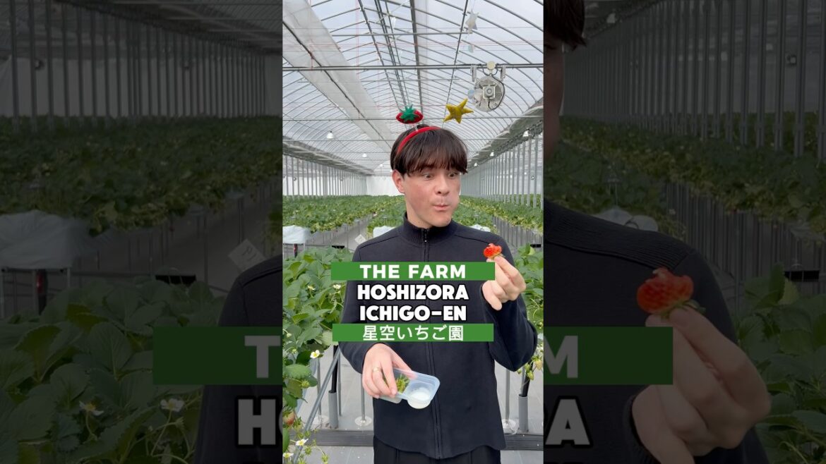 🍓Strawberry Picking in #Japan #chiba #千葉 #travel #いちご狩り 🍓Strawberry Picking in #Japan #chiba #千葉 #travel #いちご狩り