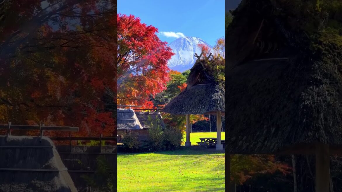 西湖野鳥の森公園で富士山 Mount Fuji view in Saiko Yacho-no-Mori Koen #shorts