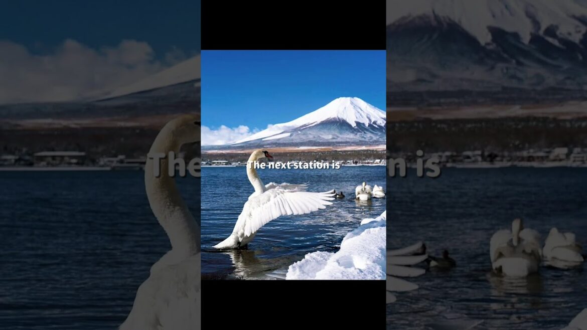 8 Instagramable Mount Fuji  View spots for you. #foryou #viral #trending #mountfuji #traveljapan