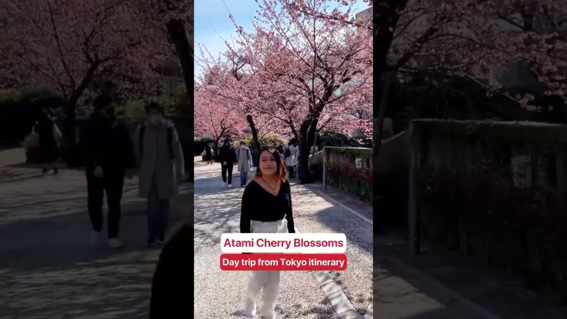 🌸 Early Sakura? YES PLEASE! Atami Itinerary! 🌸 Early Sakura? YES PLEASE! Atami Itinerary!