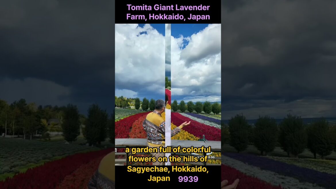 Rainbow Lavender Farm