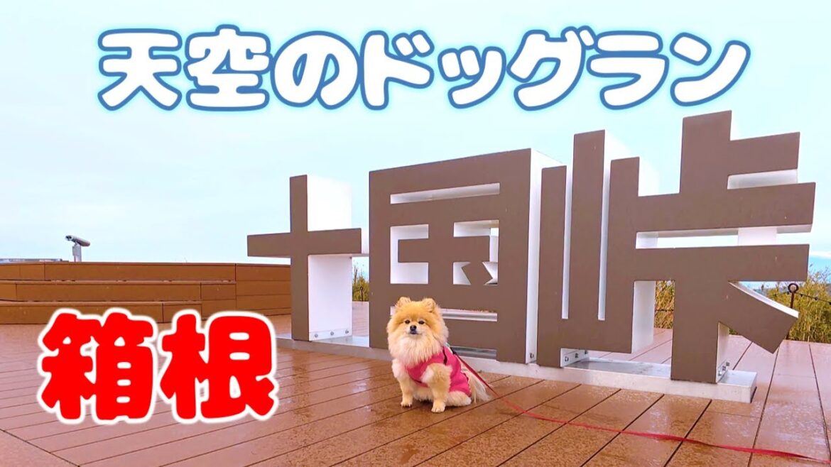 【箱根十国峠へ愛犬と】絶景ケーブルカー＆天空のドッグランを体験！