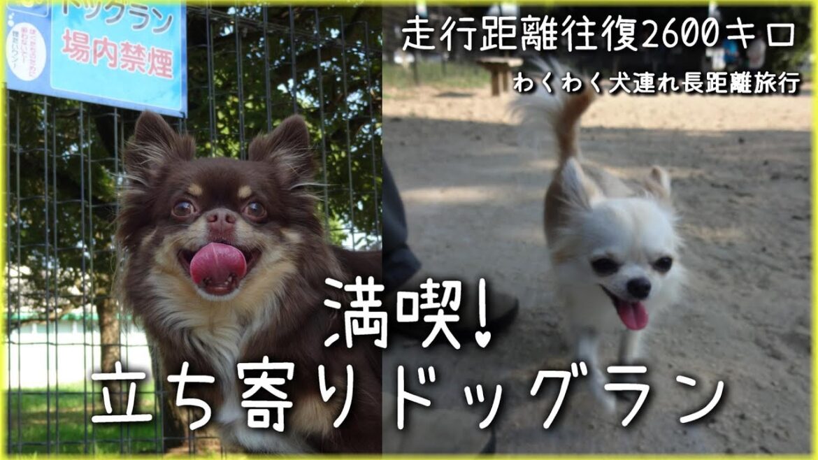 三重~鹿児島へ!⑤ 関西最大級SAドッグランへ〈わくわく犬連れ長距離旅行〉 三重~鹿児島へ!⑤ 関西最大級SAドッグランへ〈わくわく犬連れ長距離旅行〉