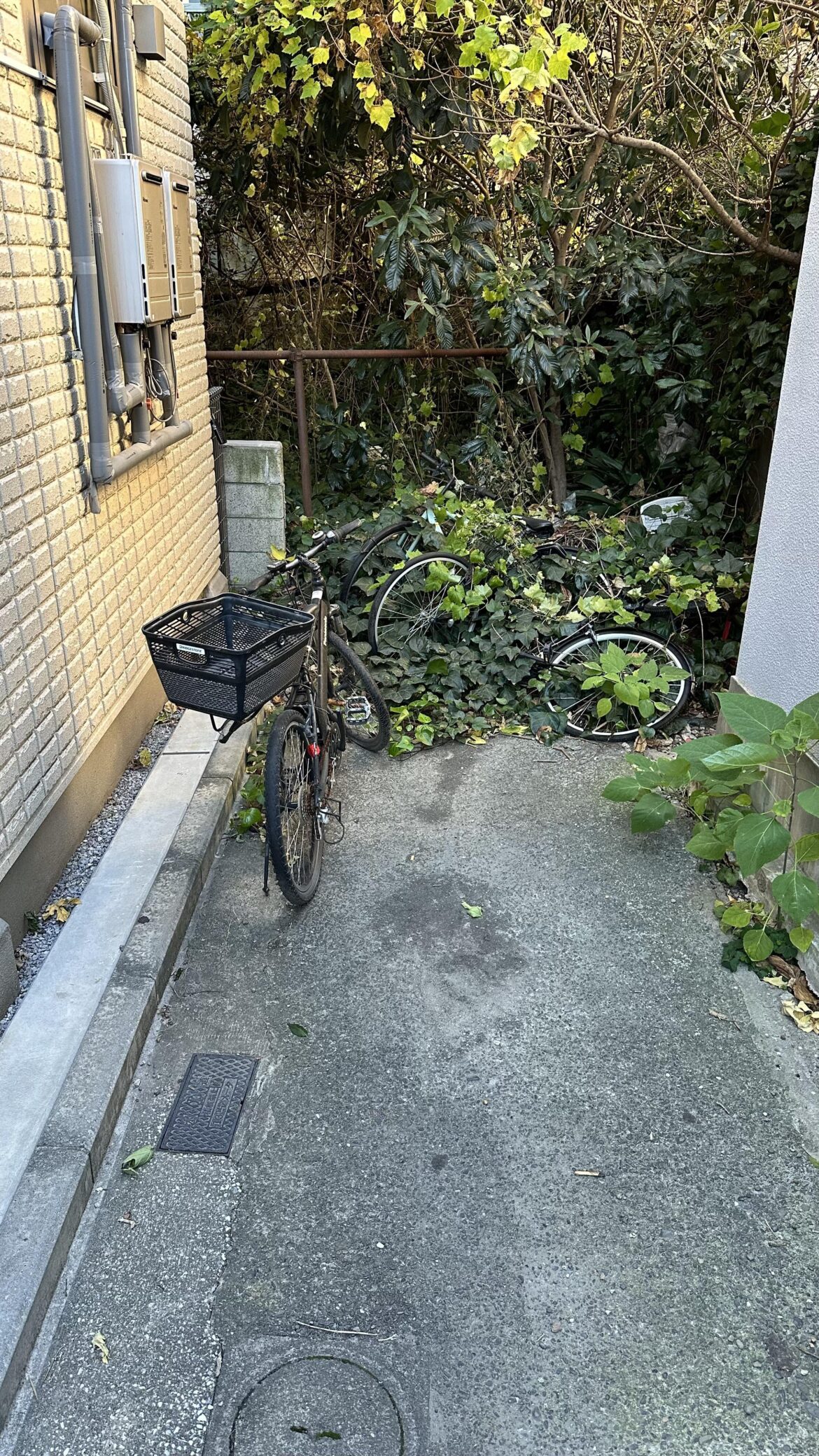 Nature reclaiming a bike - Akasaka Dec 2024