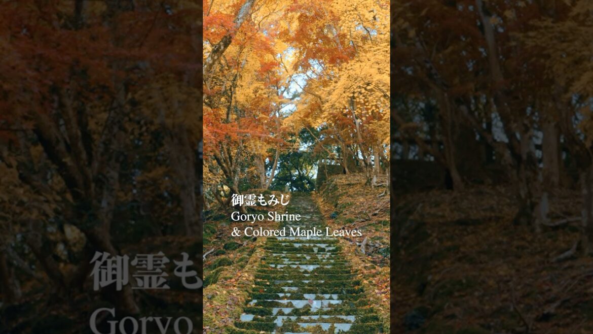 中津御霊もみじ#travel #japantravel #大分県 #旅行 #紅葉 #絶景#fx3