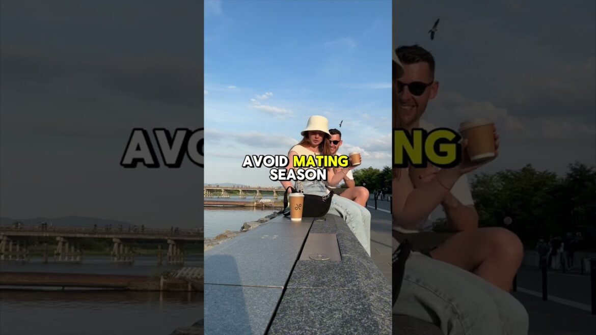 AVOID Kyoto Japan - OVERRATED