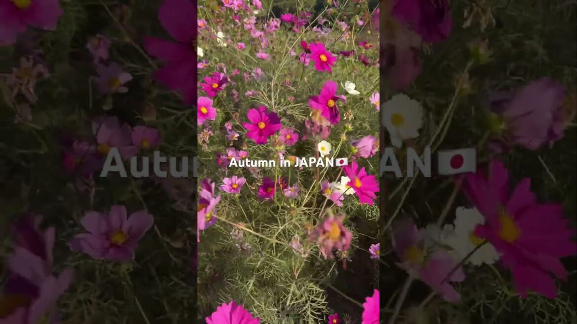 Colorful Autumn in Japan #osaka #cosmos #japan #autumn #autumnwalk