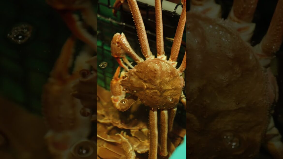 ＼🗾北海道のオススメグルメをご紹介✨／　かつては厄介者だったオオズワイガニ　#北海道グルメ#ご当地グルメ#北海道の幸#北海道旅行#hokkaidolove