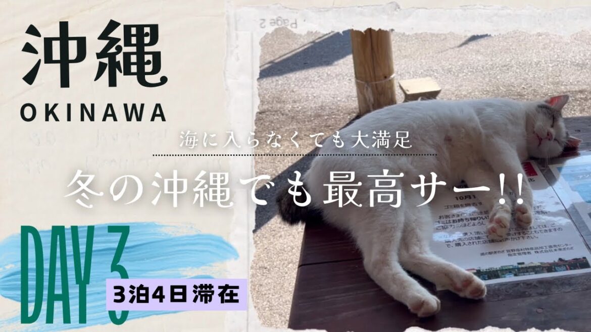 【沖縄旅行】冬でもやっぱり沖縄が好き！宜野座で動じない猫と感動の名代ビーチ　 3日目 ＃沖縄旅行　＃沖縄　＃Vlog