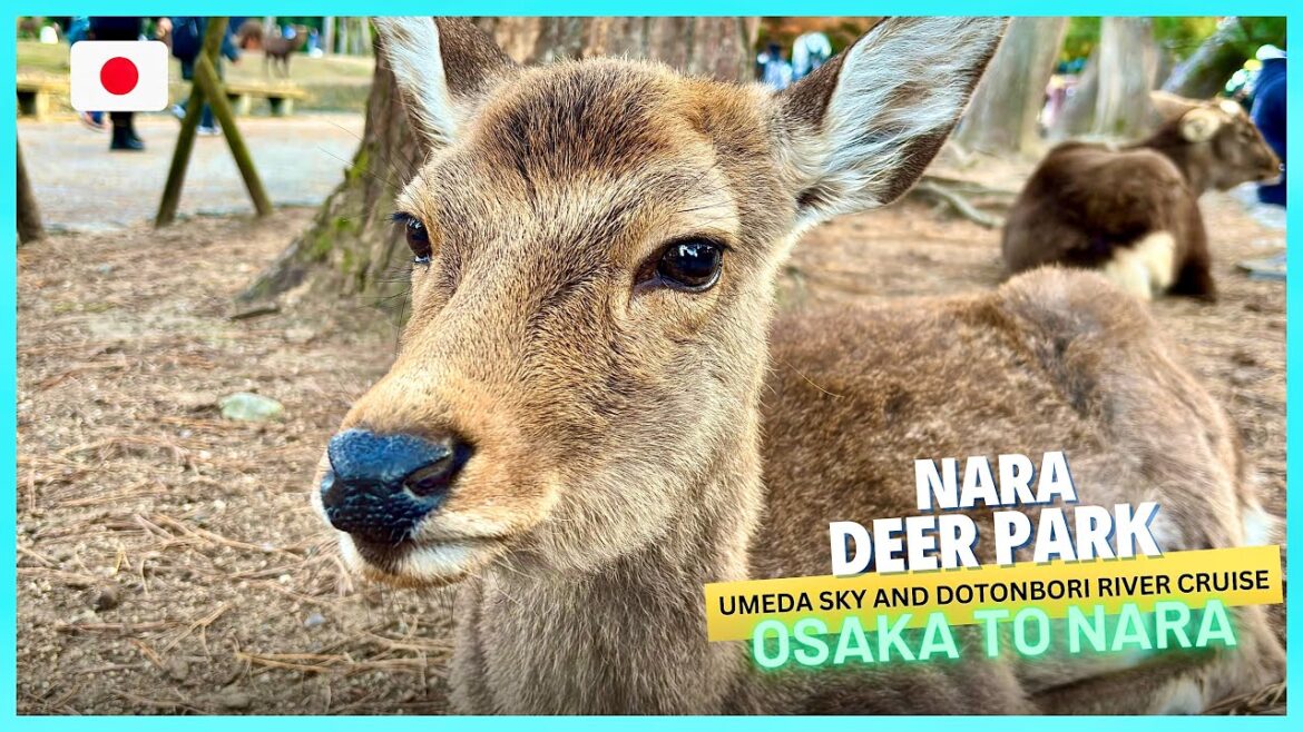 OSAKA to NARA | Umeda Sky + Dotonbori River Cruise | Autumn in JAPAN 🇯🇵 | JEZZDOIT