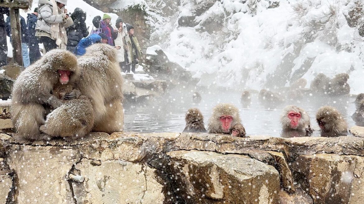 Snow Monkey Park in Japan!! A surprising hot spring where you can bathe with monkeys🐒☃️