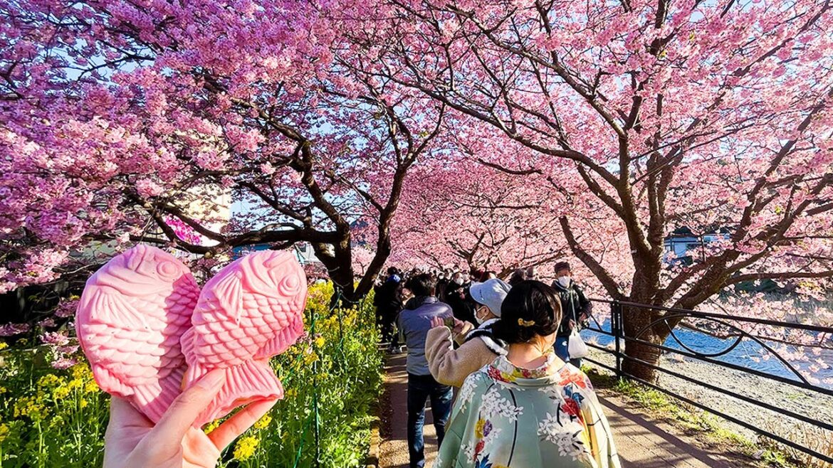 Japan’s Special Cherry Blossom🌸 Full Blooming Sakura Festival in Japan🍡🇯🇵 | Shizuoka | Kawazu Japan's Special Cherry Blossom🌸 Full Blooming Sakura Festival in Japan🍡🇯🇵 | Shizuoka | Kawazu
