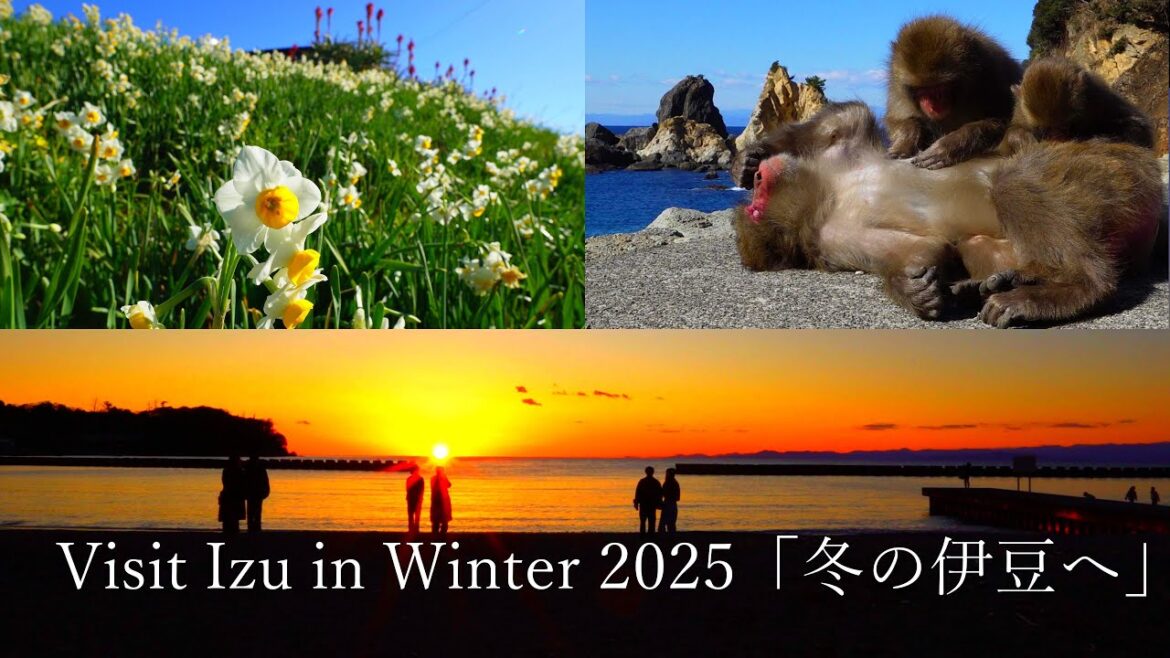 Daffodil, Sakura, wild monkeys and the best sunset in Japan on the Izu Peninsula Daffodil, Sakura, wild monkeys and the best sunset in Japan on the Izu Peninsula