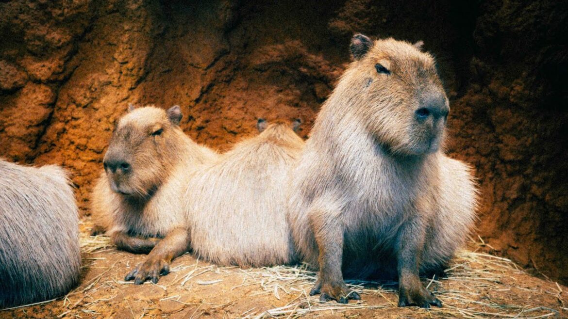 Yagiyama zoological park 八木山動物公園 2025