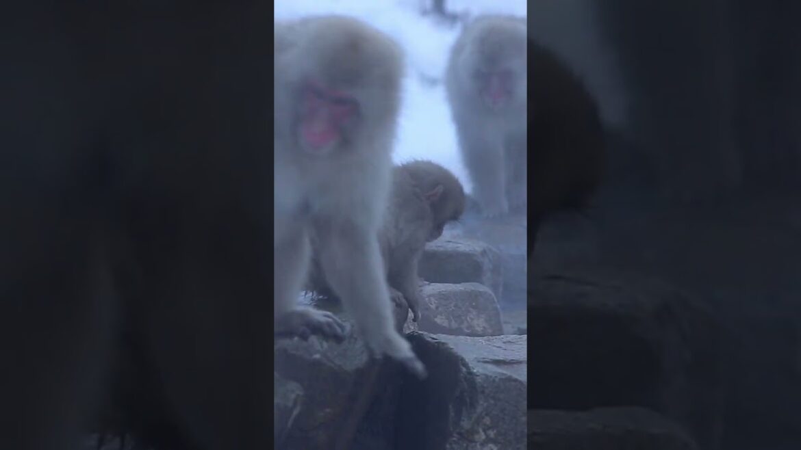 Japanese Snow Monkey Hot Spring Experience | Nagano ★ ONLY in JAPAN
