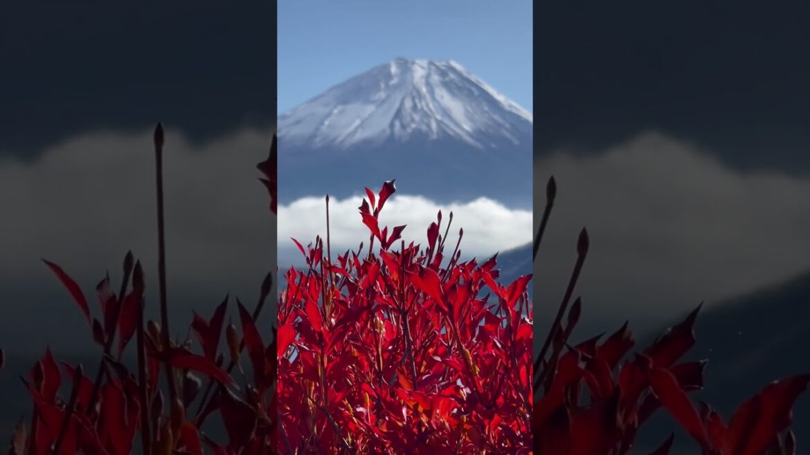 Mount Fuji View of Japan 🇧🇷in🇯🇵 2024📸🗻#shortsyoutube