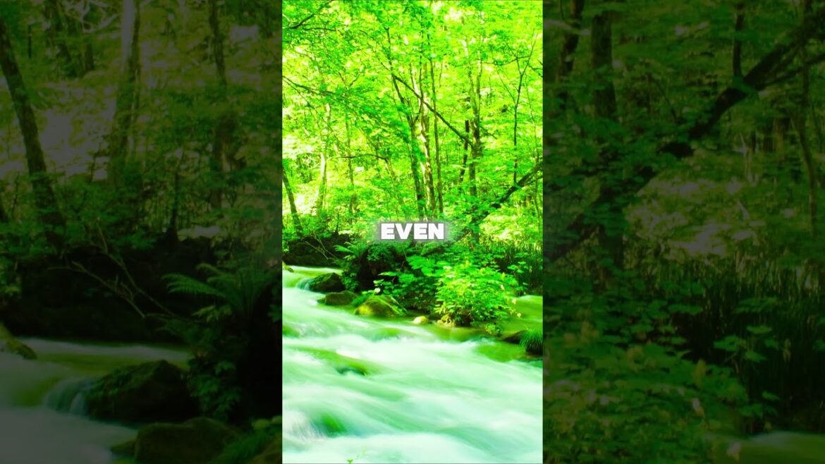 Japan's Secret Nature Escape #oirasegorge #nature #aomori #japantravel