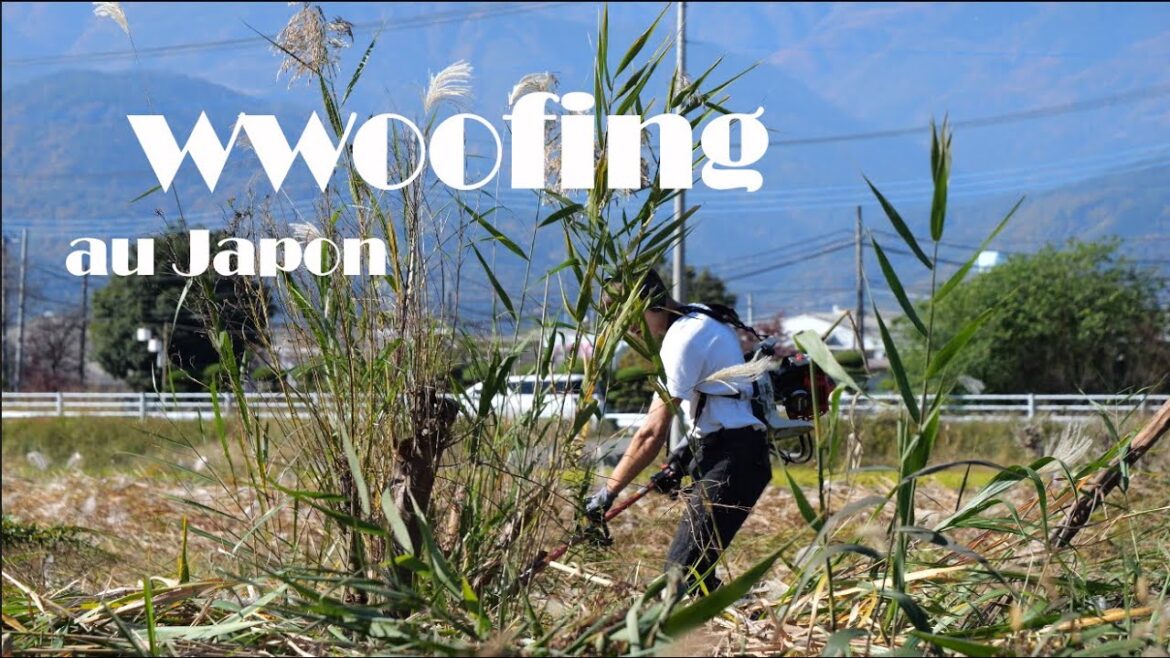 Les opportunités du wwoofing 🗾🗻 I Japan Trip Ep.8 (2/2) #mtfuji  #wwoof  #japanfarming Les opportunités du wwoofing 🗾🗻 I Japan Trip Ep.8 (2/2) #mtfuji  #wwoof  #japanfarming