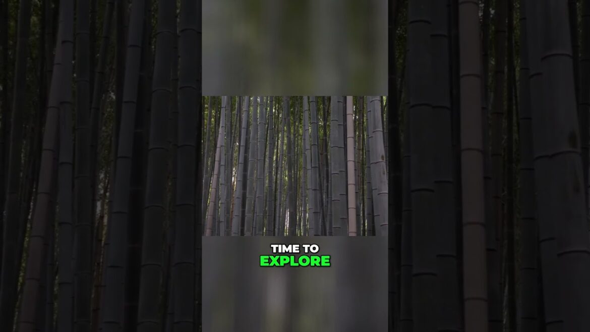 In Kyoto, let's visit the Arashiyama Bamboo Forest 🇯🇵 #japan #kyoto #travel #travelvlog #foryou