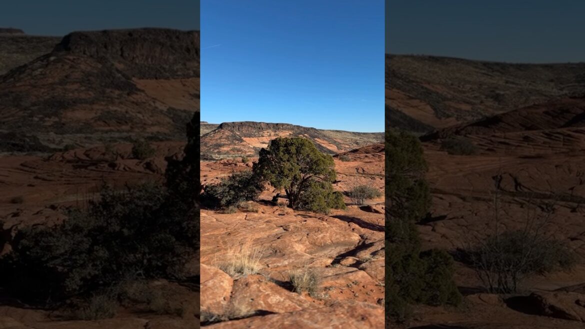 Breaking in My Vivobarefoot Shoes on the Petrified Dunes at Snow Canyon State Park | #shorts Breaking in My Vivobarefoot Shoes on the Petrified Dunes at Snow Canyon State Park | #shorts