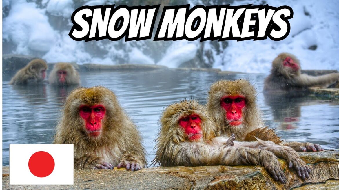 Japanese SNOW MONKEYS At Nagano Natural Spring Japanese SNOW MONKEYS At Nagano Natural Spring
