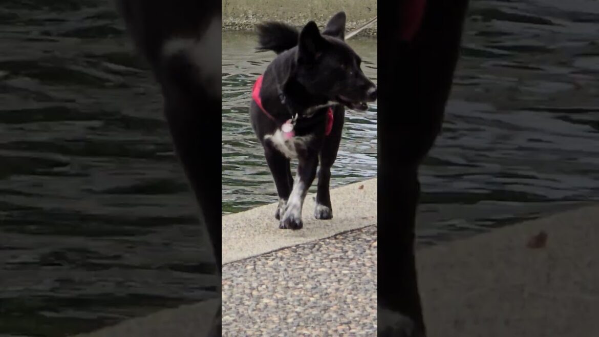 Collie noticed something