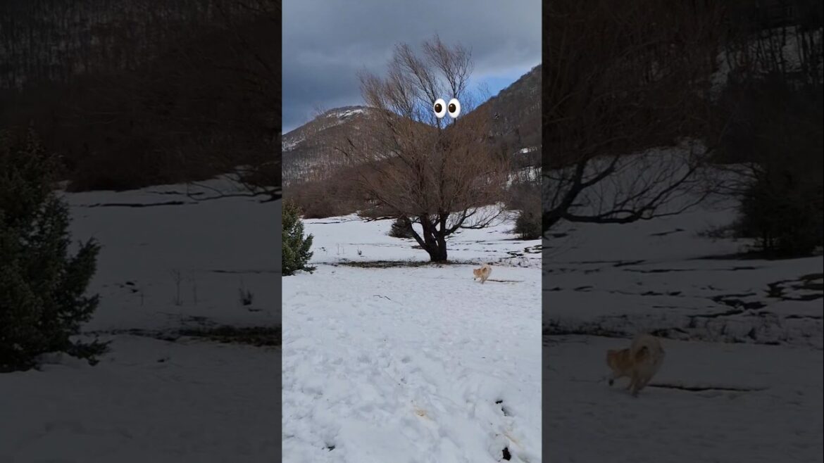 Akita dog first time in  snow#viralvideo