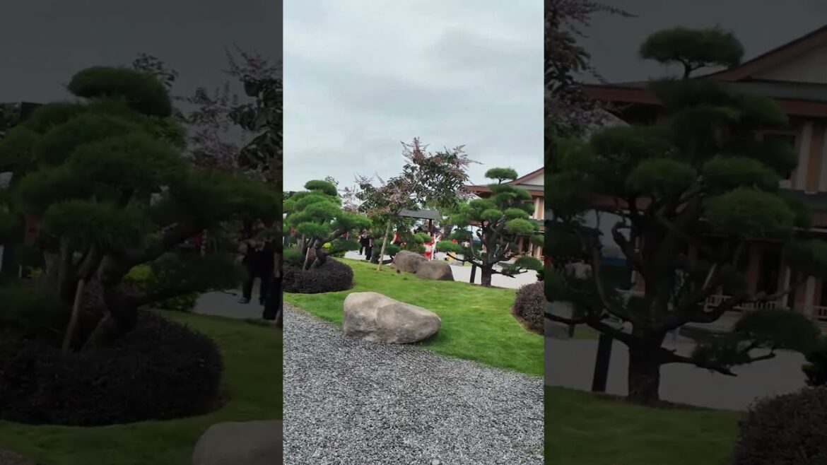 PIK 2 OUR LADY OF AKITA